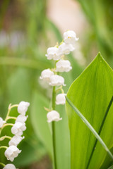 Brin de muguet