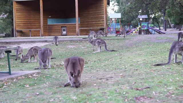 Kangaroo  / Wallaby pasturing on grass / lawn.  Herd of tame Roos / Skippies at Barbecue / BBQ, playground. Animals are very close, chewing and jumping. Grampians National Park, Victoria, Australia.