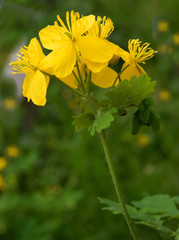 celandine herb with yellow flowers close up