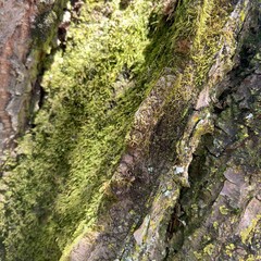 tree bark texture