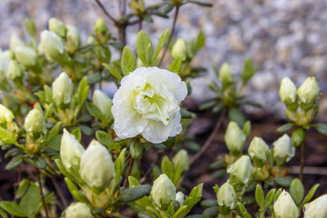 White azalea japonica on a garden with dew drops