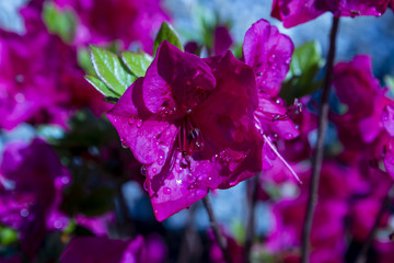 Pink azalea japonica on a garden with dew drops