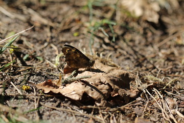 Mauerfuchs ((Lasiommata megera), Schmetterling