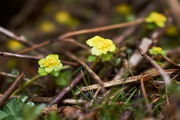 little yellow forest flowers