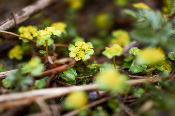 little yellow forest flowers