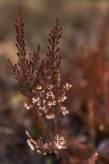 brown forest flower