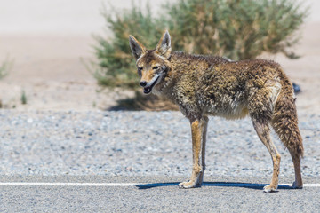 coyote stalk on roadside  in desert area.