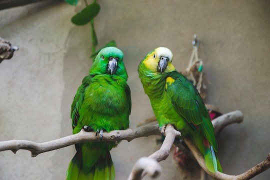 Close up picture of green  yellow brown colored parrots in the zoo sitting on the tree branch on light background. Portrait of wild birds in imitation of forest and show wildlife concept for wallpaper