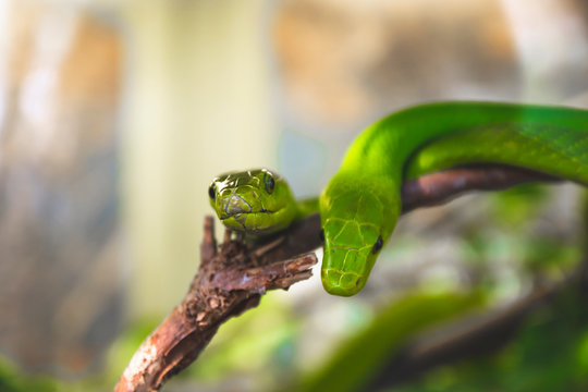 Close up picture of two green shakes laying on tree branch in the reptile garden. Nature wallpaper of animal in the jungle in zoology sphere, macro photo with green tree python in the zoo.