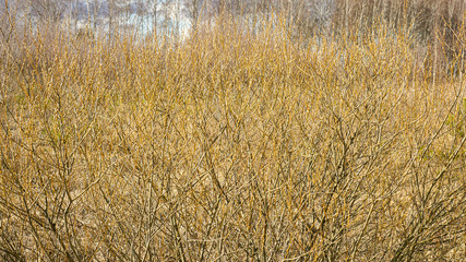 White willow bushes lit by the setting sun, texture