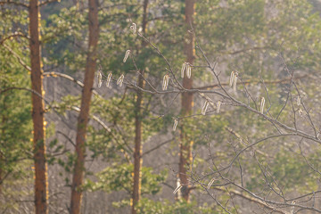Blooming alder catkins, lit by the sun, on a background of pine forest, texture