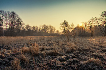 sunrise in the forest - winter