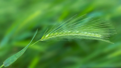 Young fresh juicy green spikelet on a wheat field. Selective focus, blurred background.