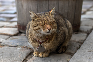 Portrait of furry street cat with a medallion. A cat with closed eyes resting in the shade on the sidewalk pavement.
