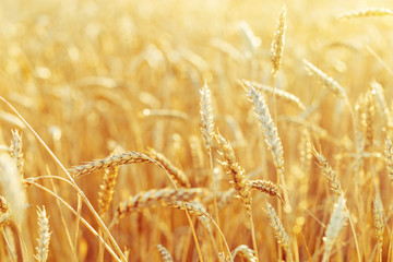 Rural scenery. Background of ripening ears of wheat field and sunlight. Crops field. Selective focus. Field landscape.
