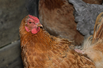 Hens and roosters walk in the yard on the farm