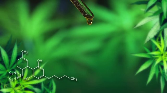 Natural extract cannabis oil of droplet dosing a biological and ecological hemp plant herbal pharmaceutical cbd oil from a jar. Slow motion of macro close up. laboratory chemical formula