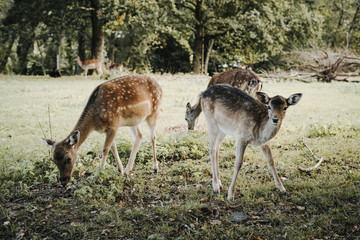 Rehe