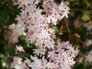 (Deutzia purpurascens) Purpur-Deutzie, als Zierstrauch verwendet mit schönen weißen und rötlichen Blüten auf flexiblen und gewölbte Zweige und Äste