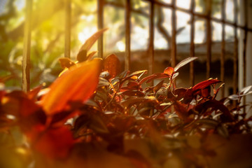 close up of a flower