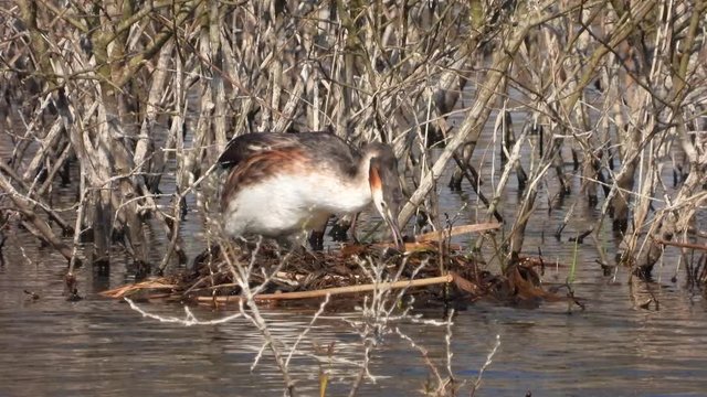 Haubentaucher&nbsp;(Podiceps cristatus) beim Nestbau