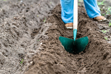 Farmer on field working with a hoe. Preparing rows for planting potato seeds. Organic farming...
