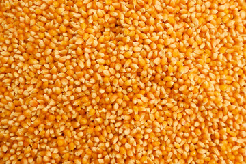 corn cereal kernels background or texture concept