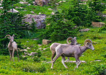Fototapeta premium big horn sheep at Glacier national park,Montana,usa.