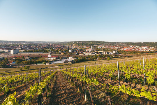 Blick vom Weinberg auf W&uuml;rzburg mit Festung Marienberg bei Sonnenaufgang