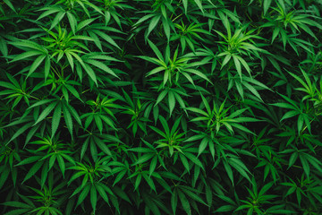 plant background leaf marijuana medicine cannabis