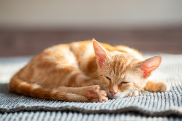 Little red kitten with blue eyes slips on sofa. Adorable little pet. Cute child animal. Tabby cat relaxing at home, natural light