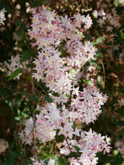 (Deutzia purpurascens) Purpur-Deutzie, als Zierstrauch verwendet mit schönen weißen und rötlichen Blüten auf flexiblen und gewölbte Zweige und Äste