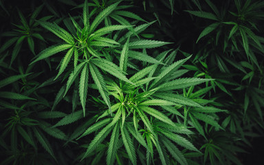 marijuana medical cannabis leaf background