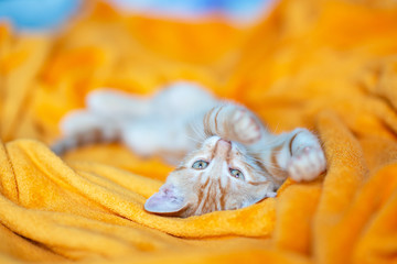 Little red kitten sleeps on sofa. Adorable little pet. Cute child animal. Cat rest at orange plaid. Home sweet home