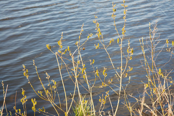 young flowers and leaves on the trees near the river in spring
