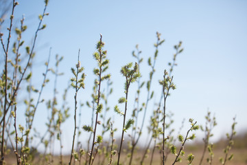 young flowers and leaves on the trees in spring