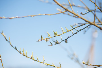 The new leaves from the buds on the trees in spring