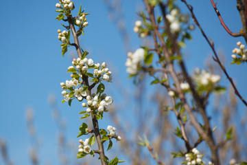 white cherry flowers on the trees in spring