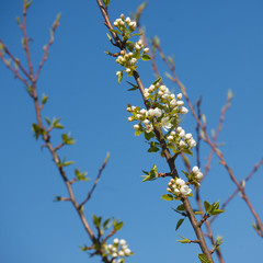 white cherry flowers on the trees in spring