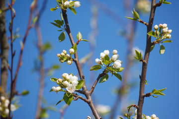 white cherry flowers on the trees in spring