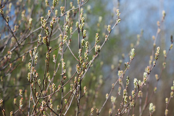 young flowers and leaves on the trees in spring