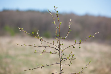 The new leaves from the buds on the trees in spring