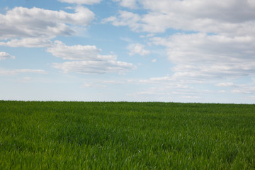 The rural landscape in the spring