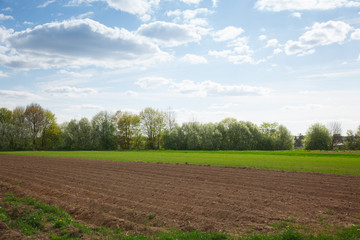 The rural landscape in the spring