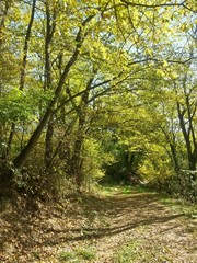 road through the colorful forest in autumn. leafs on the footpath 