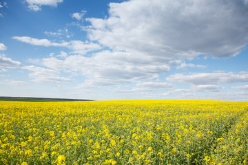 The rural landscape in the spring