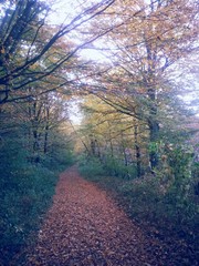 Fototapeta premium road through the colorful forest in autumn. leafs on the footpath 