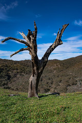 A single dead tree isolated by itself on the top of a mountain. Rotten tree standing on a hill, with mountains in the background