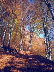 Fototapeta premium road through the colorful forest in autumn. leafs on the footpath 