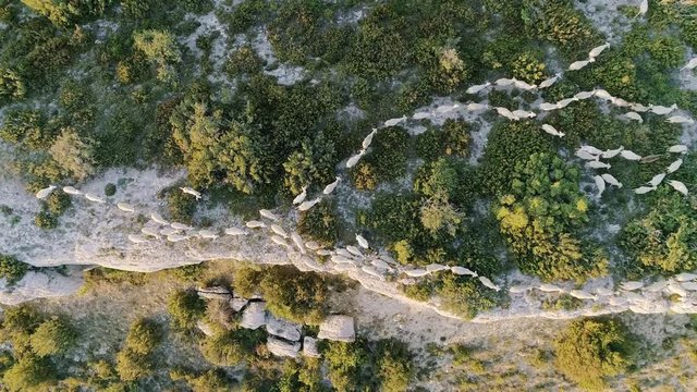 AERIAL DRONE TOP-DOWN ZENITHAL SHOT OF A FLOCK OF WHITE SHEEP CROSSING A ROCKY RAVINE BETWEEN GREEN TREES